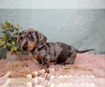 Small Photo #7 Dachshund Puppy For Sale in ROME CITY, IN, USA