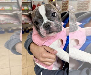 French Bulldog Dogs for adoption in Boca Raton, FL, USA