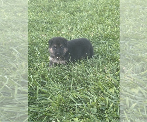 Medium Photo #4 German Shepherd Dog Puppy For Sale in SUMPTER TWP, MI, USA
