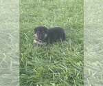 Small Photo #4 German Shepherd Dog Puppy For Sale in SUMPTER TWP, MI, USA
