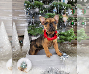 French Bulldog Puppy for sale in SACRAMENTO, CA, USA
