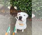 Small #24 American Staffordshire Terrier Mix