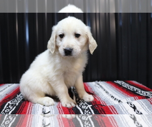 English Cream Golden Retriever Puppy for sale in SHILOH, OH, USA