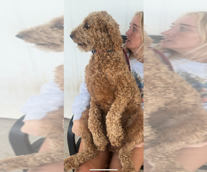 Mother of the Goldendoodle-Pyrenean Shepherd Mix puppies born on 07/16/2025