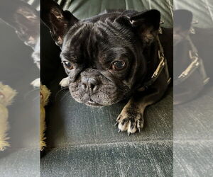 Weezer - Male French Bulldog Dog for Adoption - Photo #5
