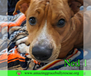 Ned - Male American Pit Bull Terrier-Unknown Mix Dog for Adoption - Photo #13
