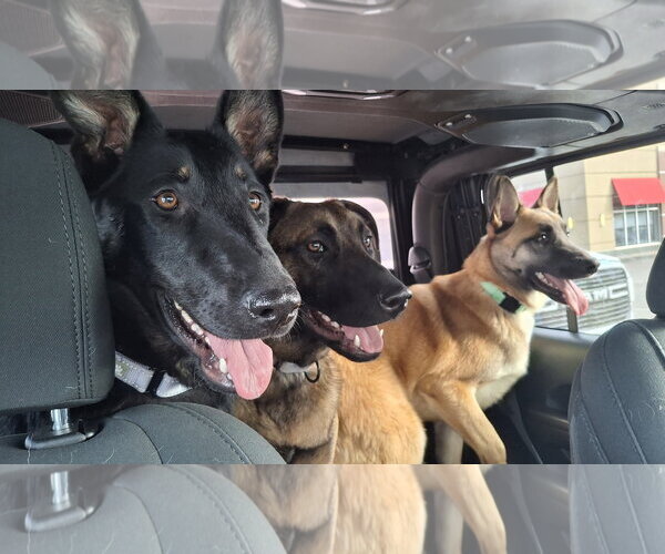 Medium Photo #23 German Shepherd Dog-Unknown Mix Puppy For Sale in Sebec, ME, USA