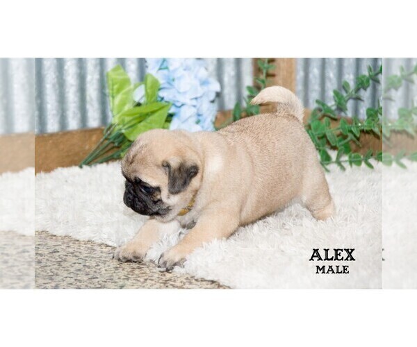 Medium Photo #38 Pug Puppy For Sale in CLARE, MI, USA