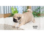 Small #37 Pug