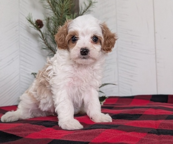 Medium Photo #20 Cavapoo (Miniature) Puppy For Sale in GOSHEN, IN, USA