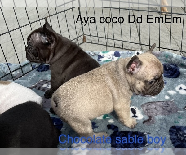 Medium Photo #1 French Bulldog Puppy For Sale in HENDERSON, KY, USA