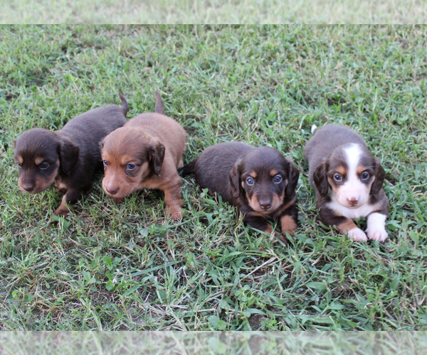 Medium Photo #1 Dachshund Puppy For Sale in LEDBETTER, TX, USA