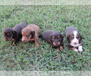 Dachshund Puppy for sale in LEDBETTER, TX, USA