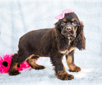 Puppy Kandi Cocker Spaniel