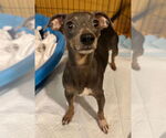 Small #1 Dachshund Mix