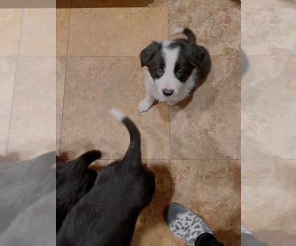 Medium Photo #2 Border Collie Puppy For Sale in RANCHO CUCAMONGA, CA, USA