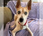 Small #3 Rat Terrier