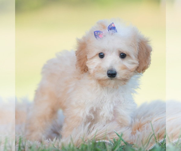 Medium Photo #6 Goldendoodle (Miniature) Puppy For Sale in WARSAW, IN, USA