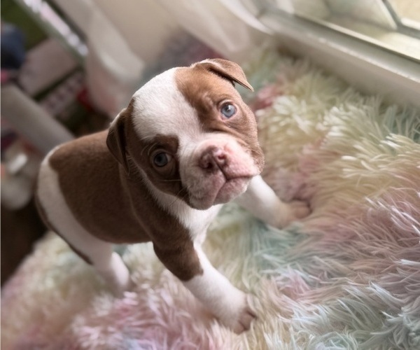 Medium Photo #9 American Bulldog Puppy For Sale in HEMET, CA, USA