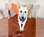 Small #1 German Shepherd Dog Mix