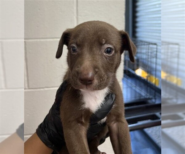 Medium Photo #1 Mutt Puppy For Sale in San Bernardino, CA, USA