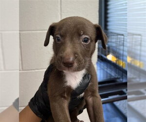 Mutt Dogs for adoption in San Bernardino, CA, USA