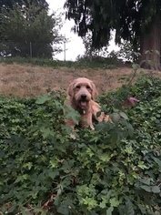 Goldendoodle Puppy for sale in BONNEY LAKE, WA, USA