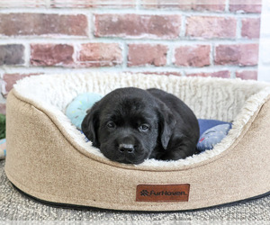 Labrador Retriever Puppy for sale in SYRACUSE, IN, USA
