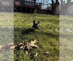Small Photo #2 French Bulldog Puppy For Sale in MIDLOTHIAN, IL, USA