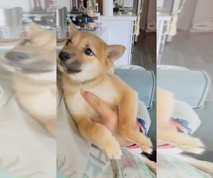 Shiba Inu Puppy for sale in LOS ANGELES, CA, USA