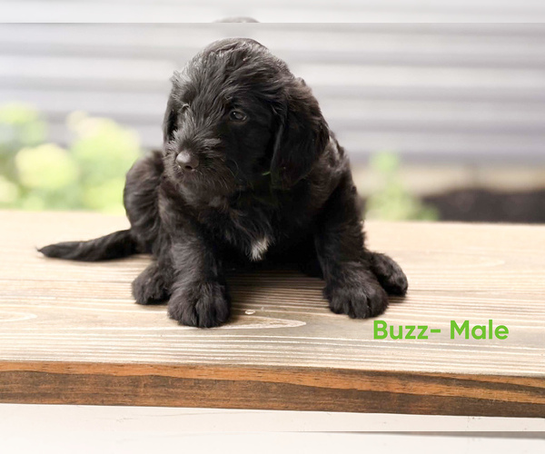 Medium Photo #2 Labradoodle Puppy For Sale in CONNERSVILLE, IN, USA