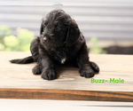 Small #1 Labradoodle