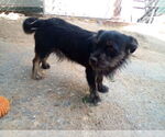 Small #4 Poodle (Miniature) Mix