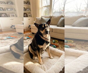 Mutt Dogs for adoption in Rockaway, NJ, USA