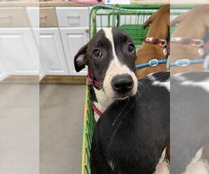 Pointer Dogs for adoption in Forestville, MD, USA