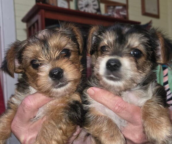 Medium Photo #2 Yorkshire Terrier Puppy For Sale in BEAUFORT, SC, USA