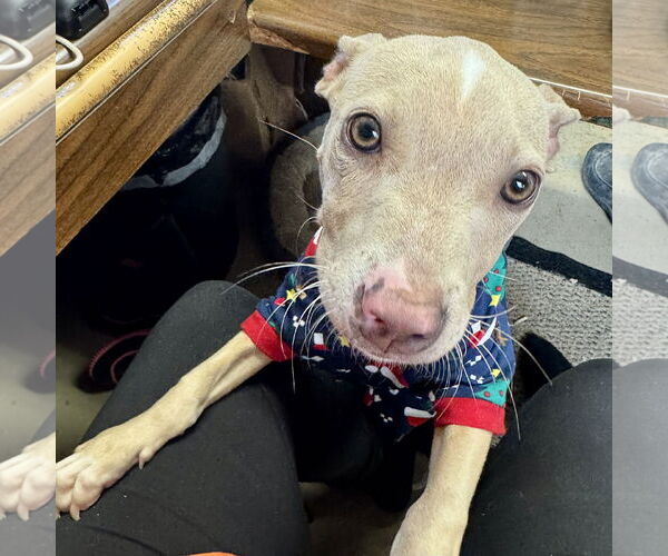 Medium Photo #1 American Pit Bull Terrier-Unknown Mix Puppy For Sale in Sparta, TN, USA