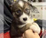 Small Photo #22 Pomsky-Shiba Inu Mix Puppy For Sale in NASHUA, NH, USA