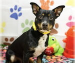 ODIE - Male American Pit Bull Terrier-Unknown Mix Dog for Adoption - Small photo