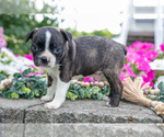 Small #1 Boston Terrier