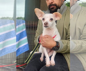 Cain - Male Chihuahua-Unknown Mix Dog for Adoption - Photo #2