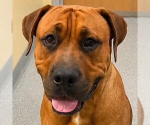 Rocco - (Courtesy Post) Foster or Adopt Me! - Male Rhodesian Ridgeback Dog for Adoption - Photo #9