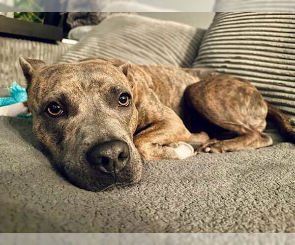 Medium Photo #1 American Pit Bull Terrier-Unknown Mix Puppy For Sale in Fort Collins, CO, USA