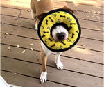 Small #12 American Bulldog