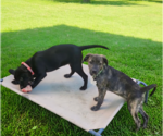 Small #3 Labrador Retriever Mix