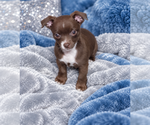 Small Photo #8 Chihuahua Puppy For Sale in ANDALUSIA, AL, USA
