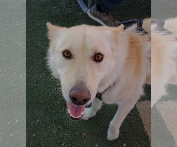Medium Photo #4 German Shepherd Dog-Huskies  Mix Puppy For Sale in Apple Valley, CA, USA