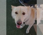 Small #3 German Shepherd Dog-Huskies  Mix