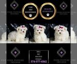 Small #1 Maltese