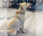 Small #5 Labrador Retriever Mix